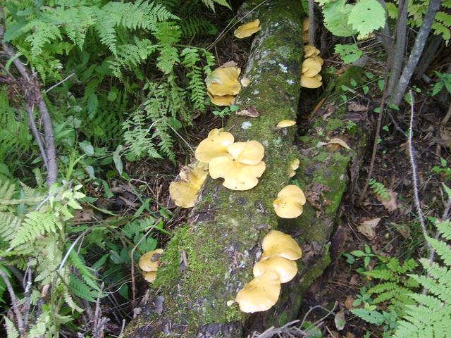 一年一度东北采蘑菇的季节又到了！好多可爱的蘑菇
