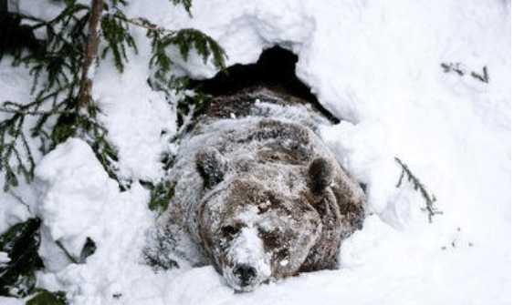 动物为什么会冬眠，它们失眠的时候都在做什么？