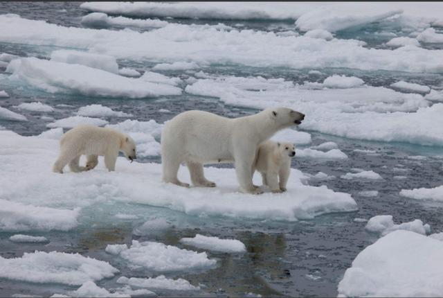 为什么北极熊不怕冷