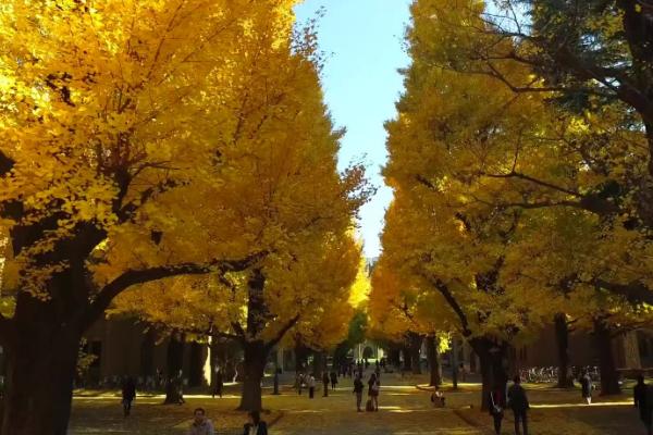 东京大学入学条件有哪些？