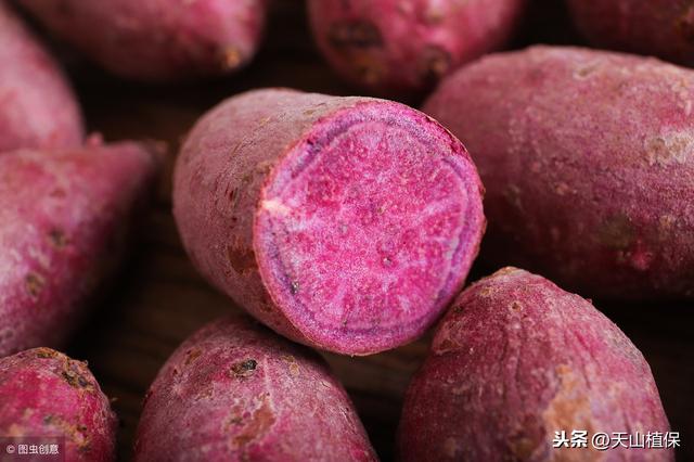 田地种植种类多，选好品种和方法，紫薯亦可高回报