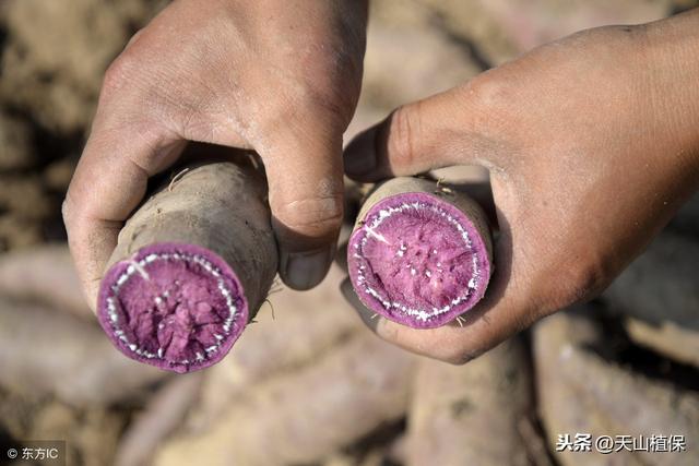 田地种植种类多，选好品种和方法，紫薯亦可高回报