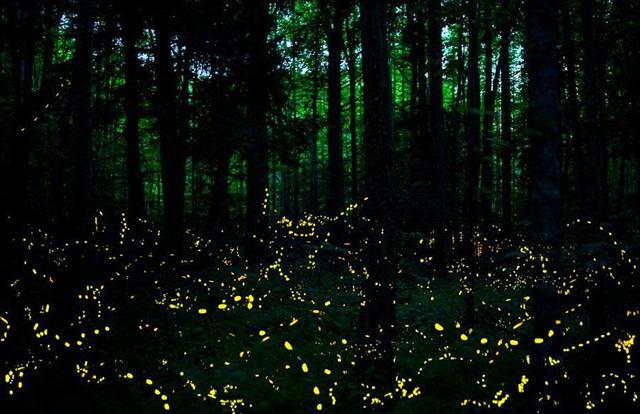 为什么萤火虫在黑夜里能够发光，而在白天却不能？