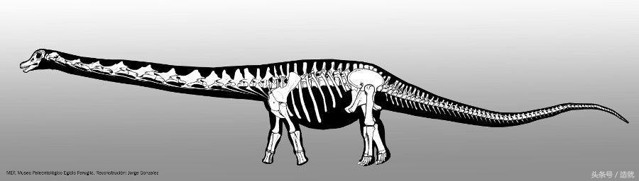 全世界最大的恐龙化石是如何被发现的？