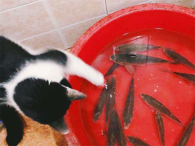 猫爱吃鱼？在鱼刺面前，猫咪也难逃被卡喉咙的命运