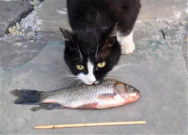 猫爱吃鱼？在鱼刺面前，猫咪也难逃被卡喉咙的命运