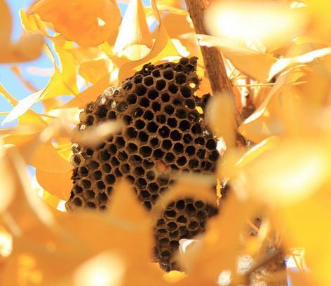 捅了马蜂窝别浪费 蜂巢杀菌消炎功效媲美蜂蜜
